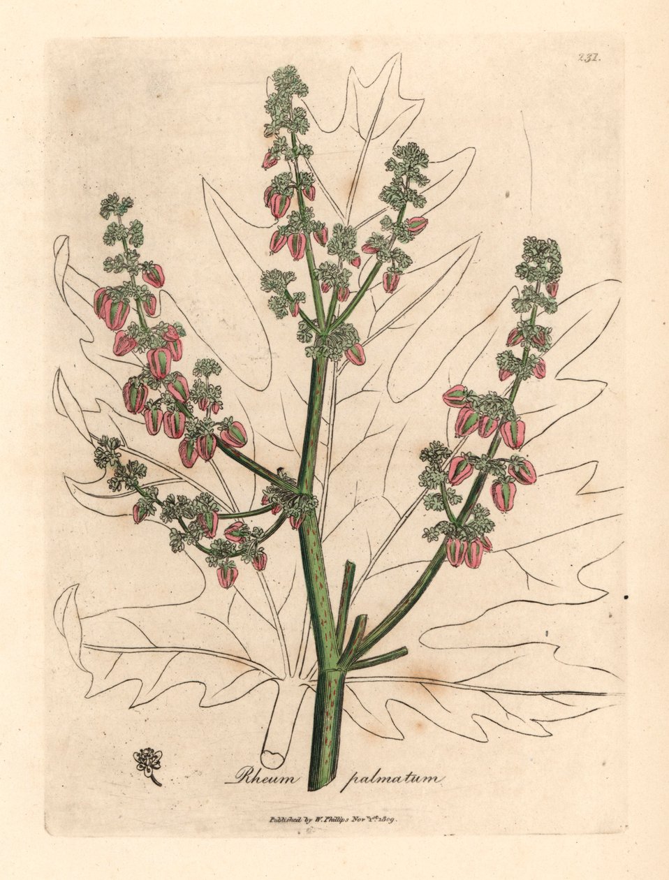 Flores e talo de Rubarb, contorno de folhas, Rheum palmatum, de uma ilustração botânica de James Sowerby de William Woodville e "Medical Botany" de Sir William Jackson Hooker 1832 (gravura em chapa de cobre colorida à mão) de James (after) Sowerby