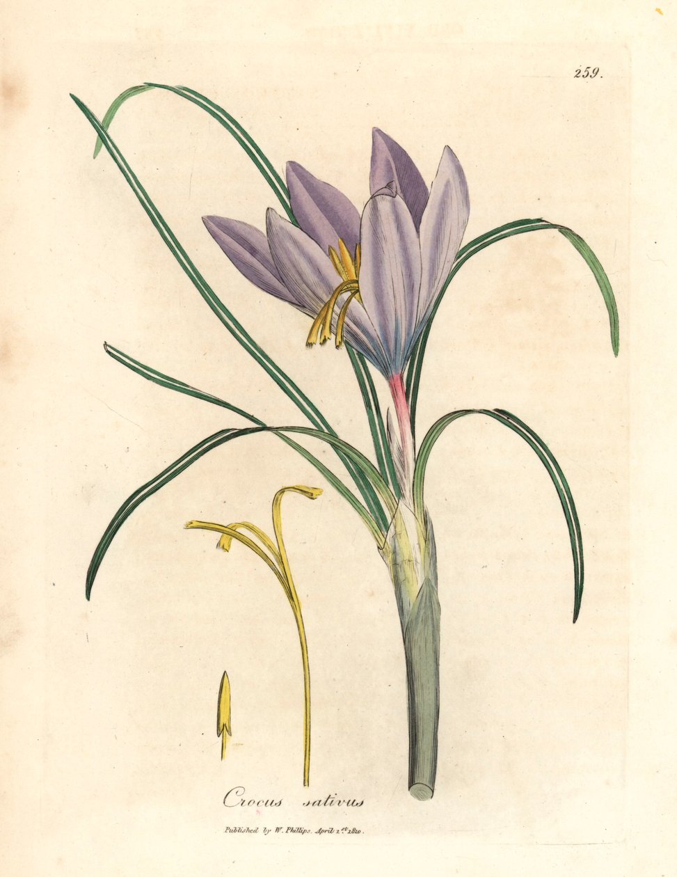Crocus crocus sativus, de uma ilustração botânica de James Sowerby de William Woodville e "Medical Botany" de Sir William Jackson Hooker, 1832 (gravura em chapa de cobre colorida à mão) de James (after) Sowerby