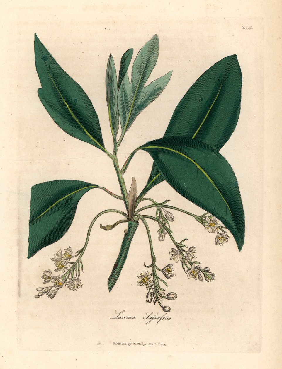 Sassafras, Laurus sassafras, de uma ilustração botânica de James Sowerby de William Woodville e "Medical Botany" de Sir William Jackson Hooker, 1832 (gravura em chapa de cobre colorida à mão) de James (after) Sowerby