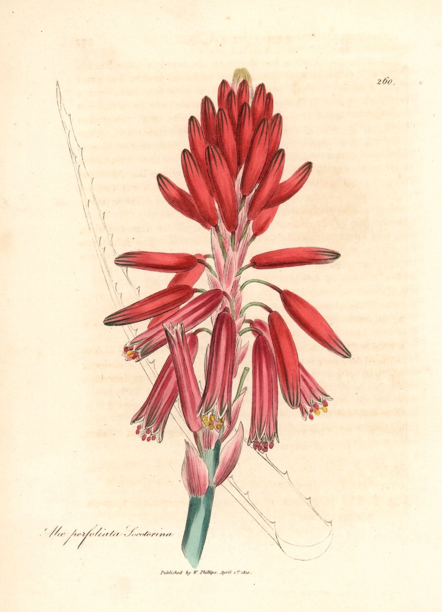 Socotorine aloe, Aloe perfoliata socotorina, de uma ilustração botânica de James Sowerby de William Woodville e "Medical Botany" de Sir William Jackson Hooker 1832 (gravura em cobre colorida à mão) de James (after) Sowerby
