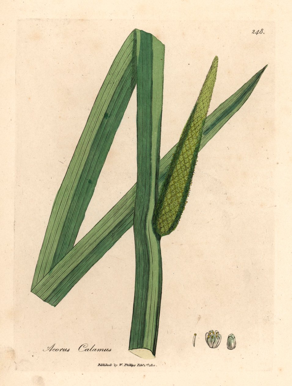 Doce bandeira, Acorus calamus, de uma ilustração botânica de James Sowerby de William Woodville e "Medical Botany" de Sir William Jackson Hooker 1832 (gravura em placa de cobre colorida à mão) de James (after) Sowerby