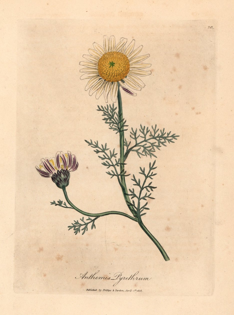 Camomila espanhola branca e amarela, Anthemis pyrethrum, de uma ilustração botânica de James Sowerby de William Woodville e "Botânica Médica" de Sir William Jackson Hooker 1832 (gravura em placa de cobre colorida à mão) de James (after) Sowerby