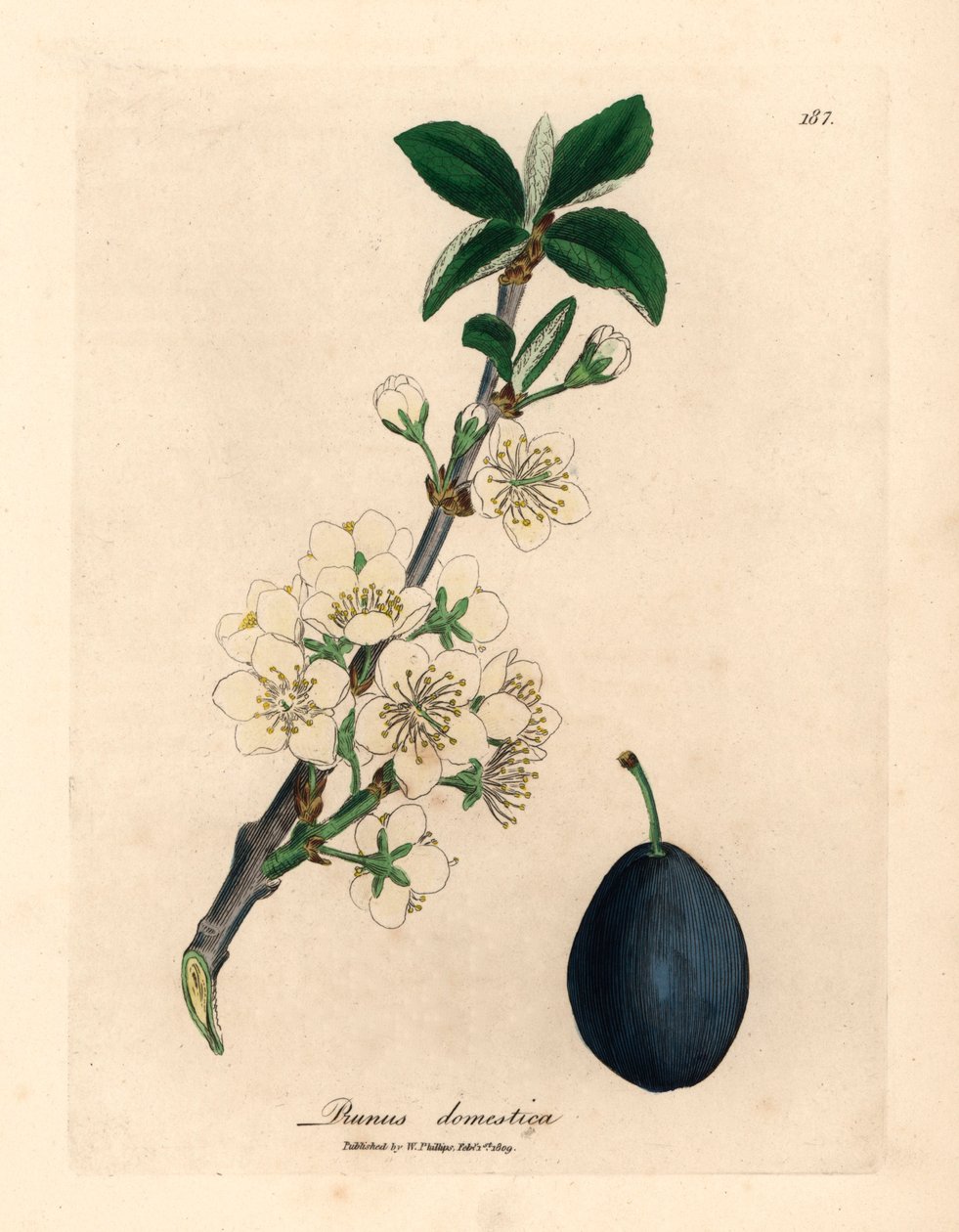 Flor branca e fruto da ameixa ou poda, Prunus domestica, de uma ilustração botânica de James Sowerby de William Woodville e Sir William Jackson Hooker