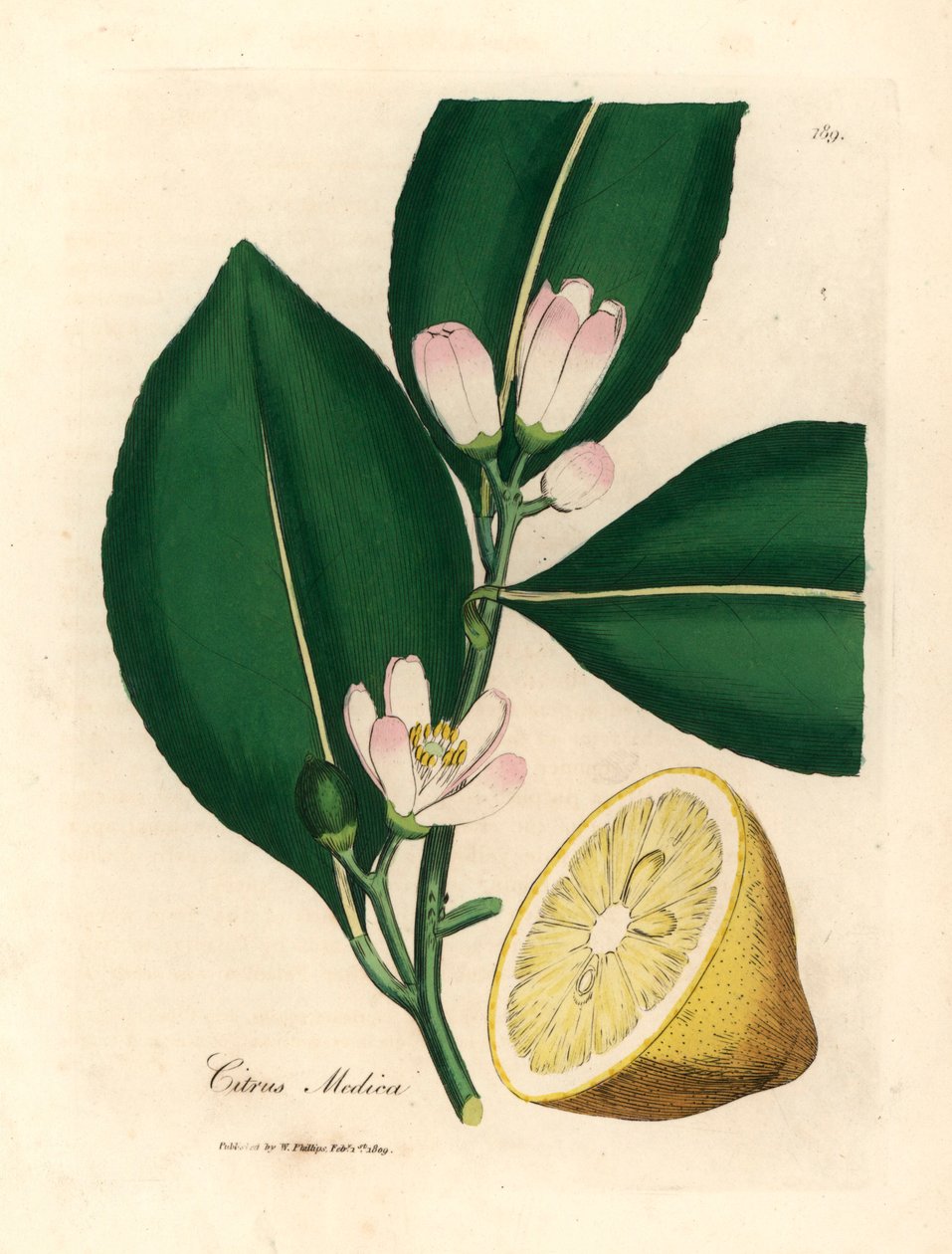 Flor branca e segmento de fruta madura do limoeiro, Citrus medica, de uma ilustração botânica de James Sowerby de William Woodville e Sir William Jackson Hooker