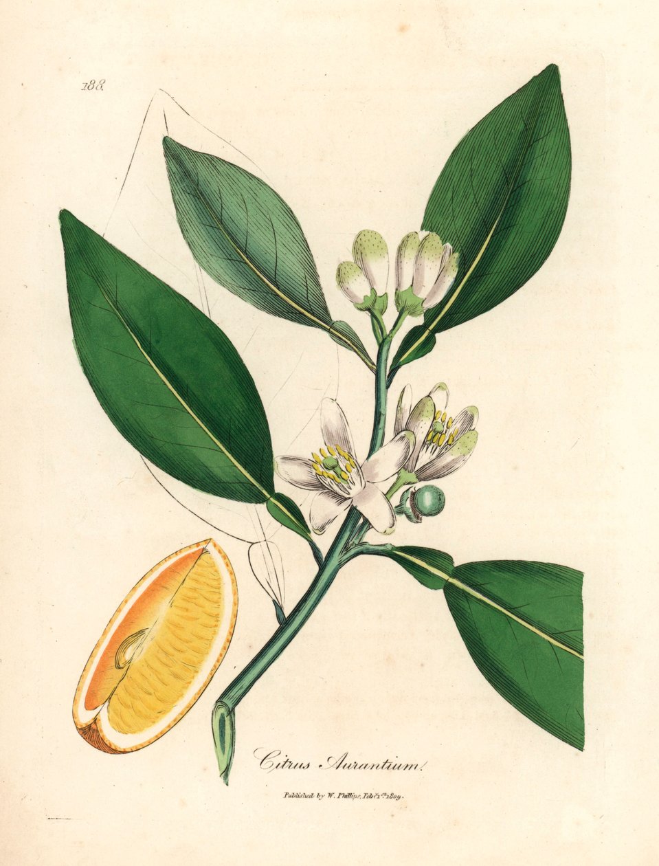 Flor branca e segmento de fruta madura da laranjeira, Citrus aurantium, de uma ilustração botânica de James Sowerby de William Woodville e Sir William Jackson Hooker