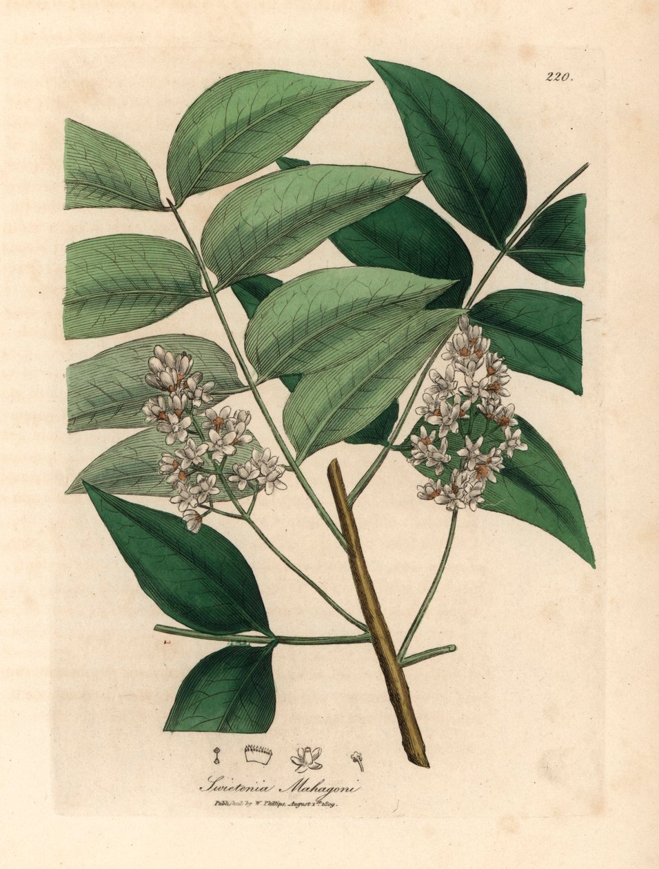 Árvore de mogno branco florido, Swietenia mahogani, de uma ilustração botânica de James Sowerby de William Woodville e "Medical Botany" de Sir William Jackson Hooker 1832 (gravura em chapa de cobre colorida à mão) de James (after) Sowerby