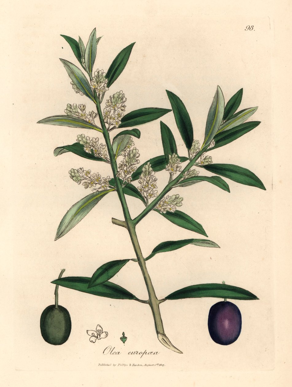Oliveira europeia florida branca com frutas, Olea europaea, de uma ilustração botânica de James Sowerby de William Woodville e "Botânica Médica" de Sir William Jackson Hooker 1832 (gravura em cobre colorida à mão) de James (after) Sowerby