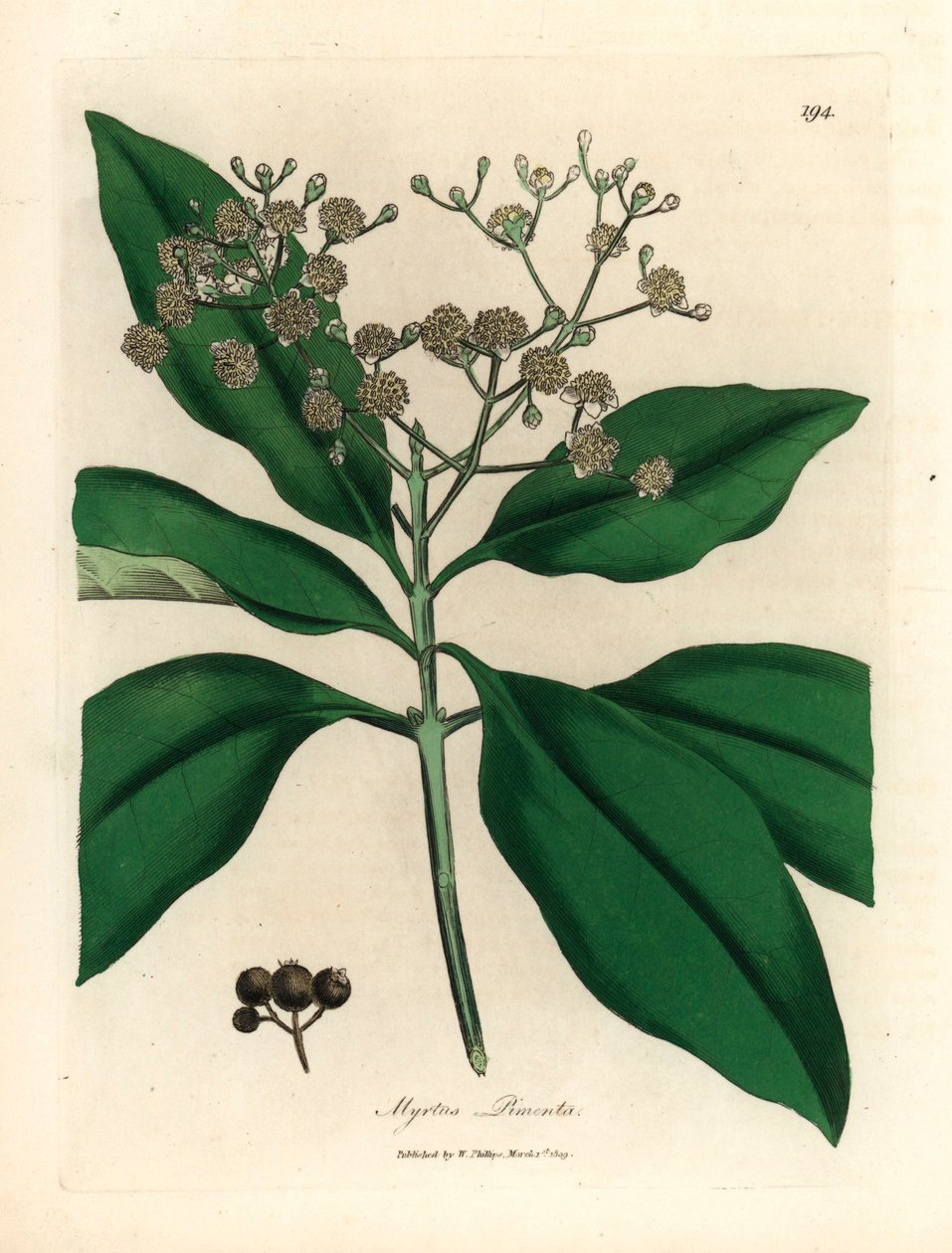 Árvore branca florida, Myrtus pimenta, de uma ilustração botânica de James Sowerby de William Woodville e "Medical Botany" de Sir William Jackson Hooker 1832 (gravura em chapa de cobre colorida à mão) de James (after) Sowerby