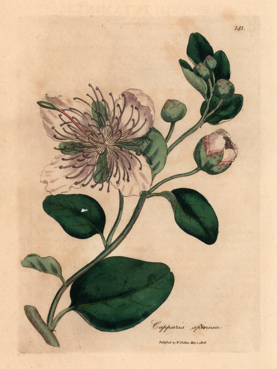 Capparis spinosa, de uma ilustração botânica de James Sowerby de William Woodville e "Medical Botany" de Sir William Jackson Hooker, 1832 (gravura em chapa de cobre colorida à mão) de James (after) Sowerby