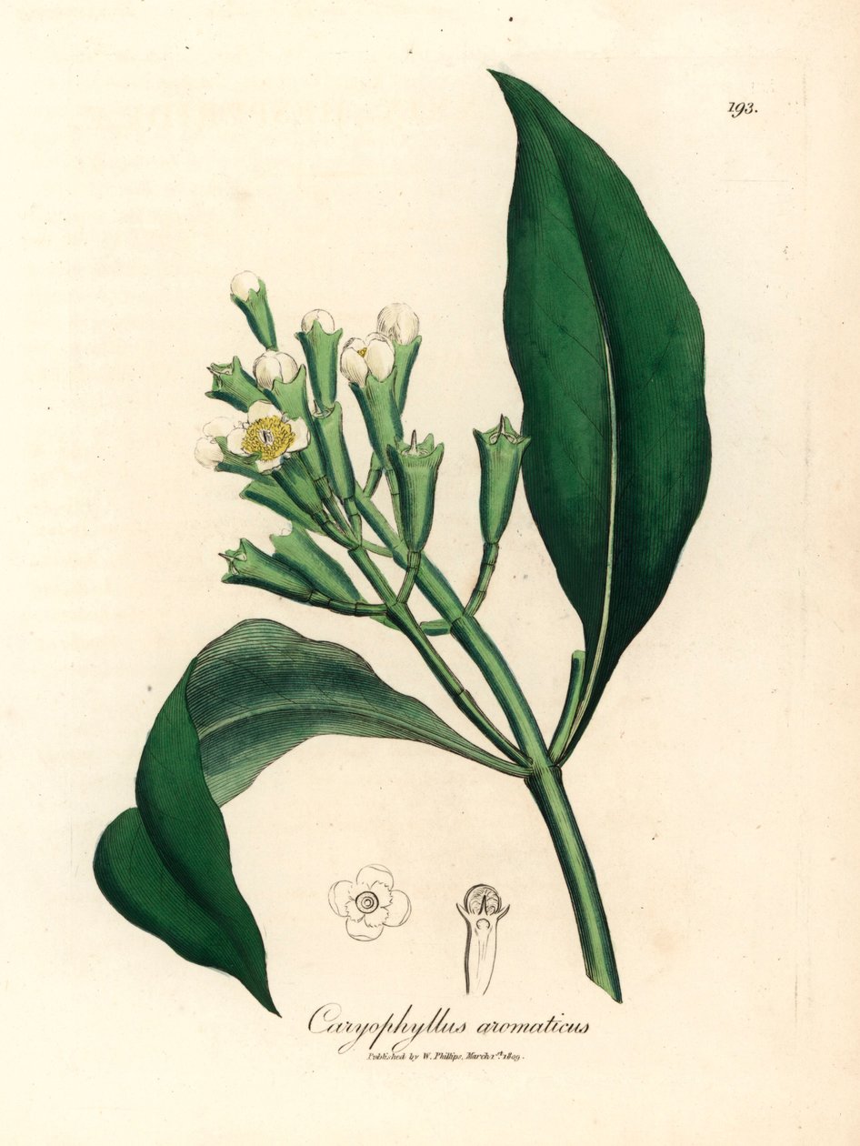 Caryophyllus aromaticus, de uma ilustração botânica de James Sowerby de William Woodville e de Sir William Jackson Hooker, "Medical Botany" 1832 (gravura em chapa de cobre colorida à mão) de James (after) Sowerby