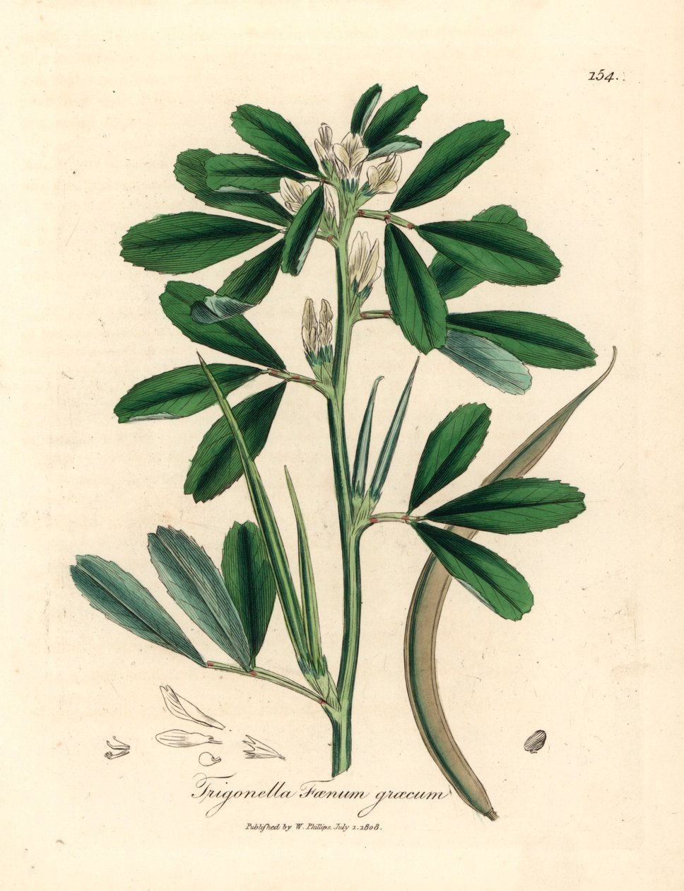 Feno-grego de flor branca com vagem de sementes, Trigonella foenum graecum, de uma ilustração botânica de James Sowerby de William Woodville e "Botânica Médica" de Sir William Jackson Hooker 1832 (gravura em cobre colorida à mão) de James (after) Sowerby