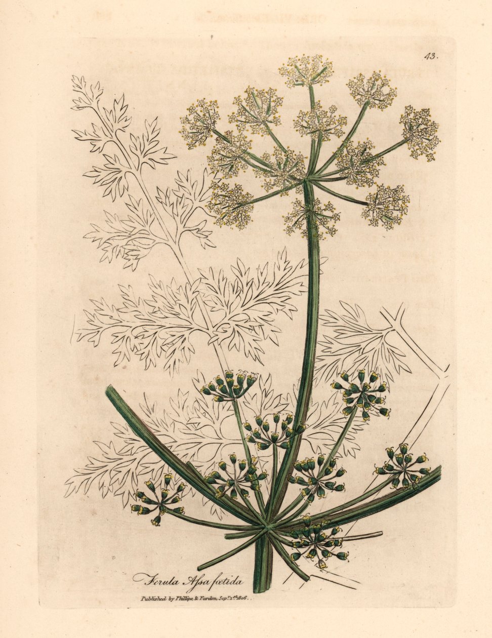 Erva-doce gigante de flores brancas ou asafetida, Ferula assafoetida, de uma ilustração botânica de James Sowerby de William Woodville e "Botânica Médica" de Sir William Jackson Hooker 1832 (gravura em placa de cobre colorida à mão) de James (after) Sowerby