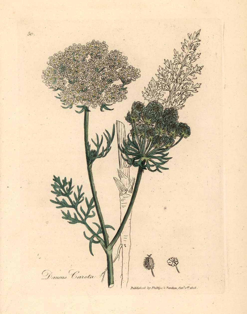 Planta de cenoura selvagem com flores brancas, Daucus carota, de uma ilustração botânica de James Sowerby de William Woodville e "Medical Botany" de Sir William Jackson Hooker 1832 (gravura em cobre colorida à mão) de James (after) Sowerby