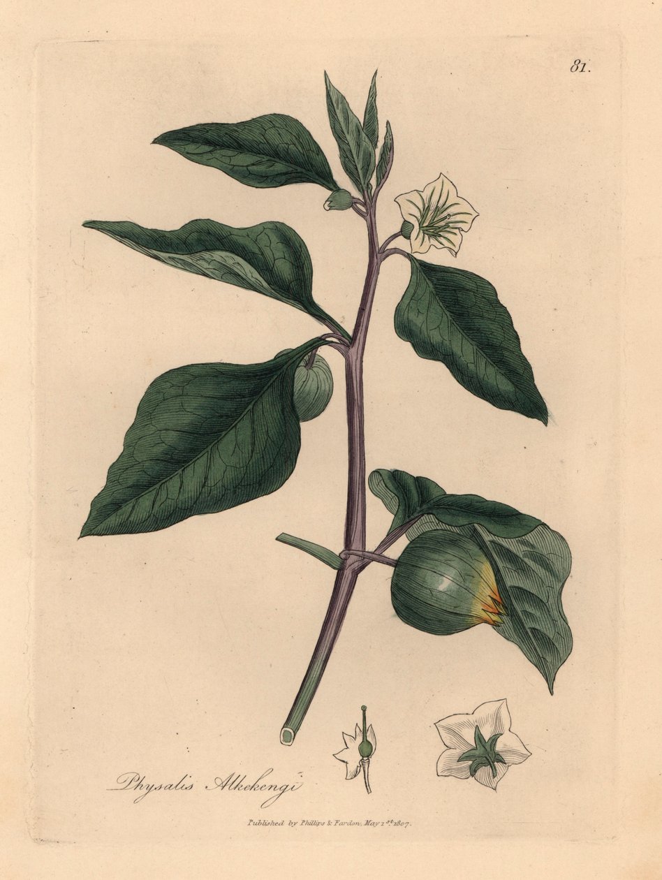Cereja branca florida de inverno, Physalis alkekengi, de uma ilustração botânica de James Sowerby de William Woodville e "Medical Botany" de Sir William Jackson Hooker, 1832 (gravura em chapa de cobre colorida à mão) de James (after) Sowerby