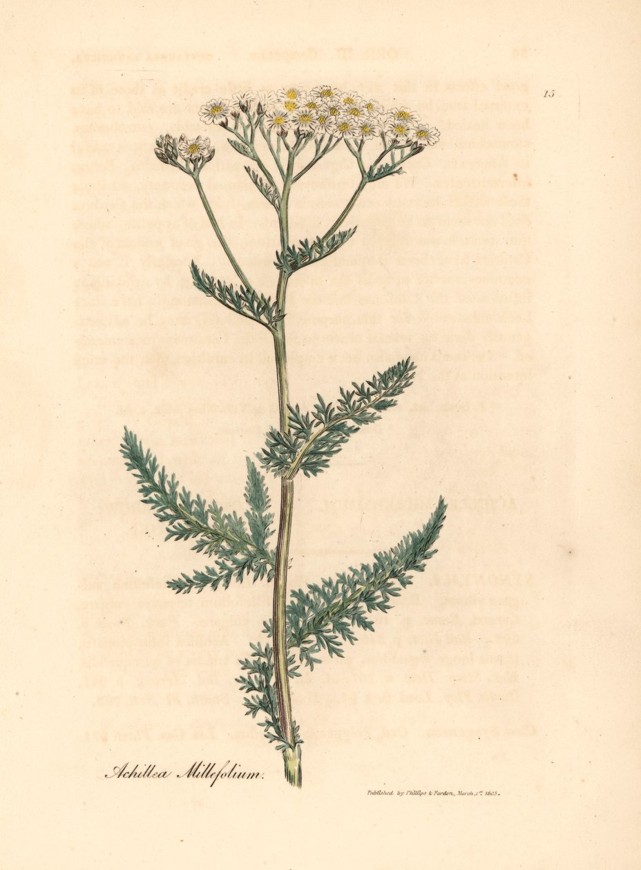 O millefólio Achillea millefolium, de uma ilustração botânica de James Sowerby de William Woodville e "Medical Botany" 1832 de Sir William Jackson Hooker (gravura em chapa de cobre colorida à mão) de James (after) Sowerby