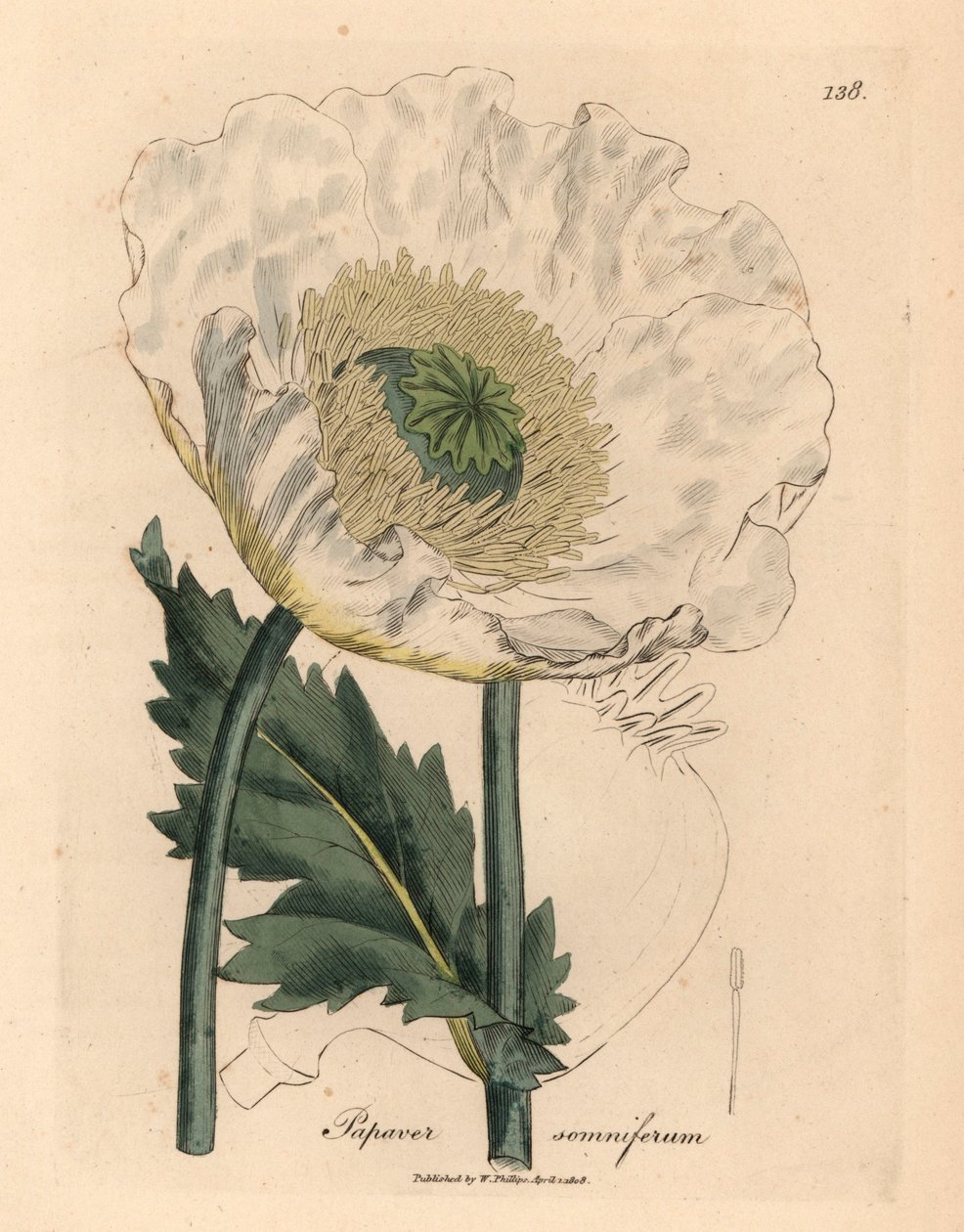 Papoila branca, Papaver somniferum, de uma ilustração botânica de James Sowerby de William Woodville e "Botânica Médica" de Sir William Jackson Hooker 1832 (gravura em cobre colorida à mão) de James (after) Sowerby