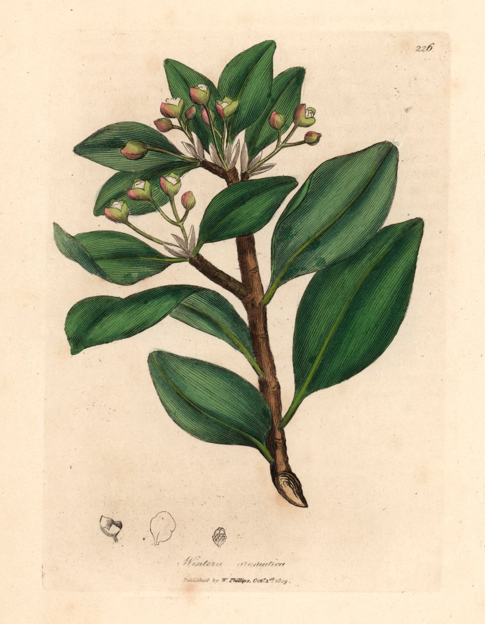 Árvore de casca de inverno, Wintera aromatica, Drimys winteri, de uma ilustração botânica de James Sowerby de William Woodville e "Medical Botany" de Sir William Jackson Hooker 1832 (gravura em cobre colorida à mão) de James (after) Sowerby