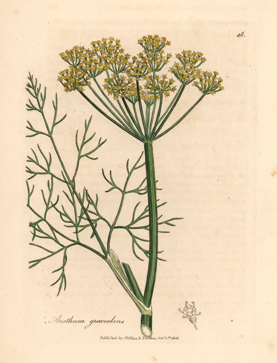 Endro de flores amarelas, Anethum graveolens, de uma ilustração botânica de James Sowerby de William Woodville e "Botânica Médica" de Sir William Jackson Hooker 1832 (gravura em placa de cobre colorida à mão) de James (after) Sowerby