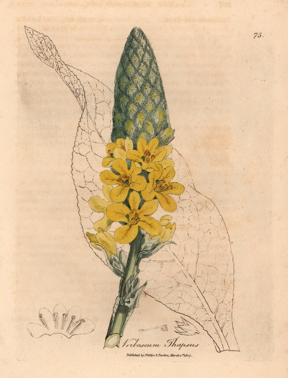 Mullein de folhas largas de flor amarela, tapsus Verbascum, de uma ilustração botânica de James Sowerby de William Woodville e Sir William Jackson Hooker "Medical Botany" 1832 (gravura em chapa de cobre colorida à mão) de James (after) Sowerby