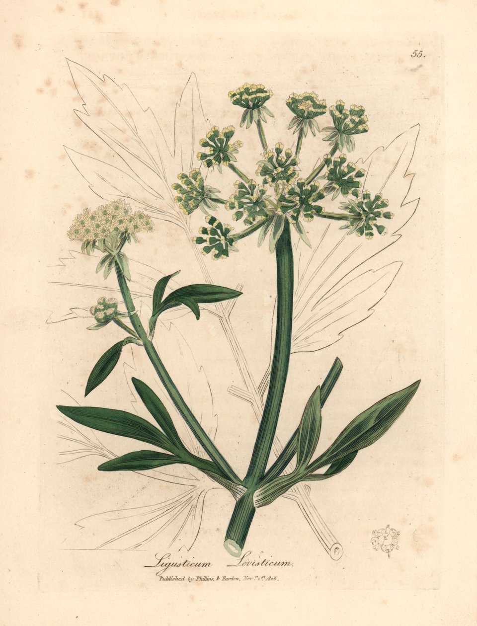 Amarelo florido, Ligusticum levisticum, de uma ilustração botânica de James Sowerby de William Woodville e "Medical Botany" de Sir William Jackson Hooker 1832 (gravura em chapa de cobre colorida à mão) de James (after) Sowerby