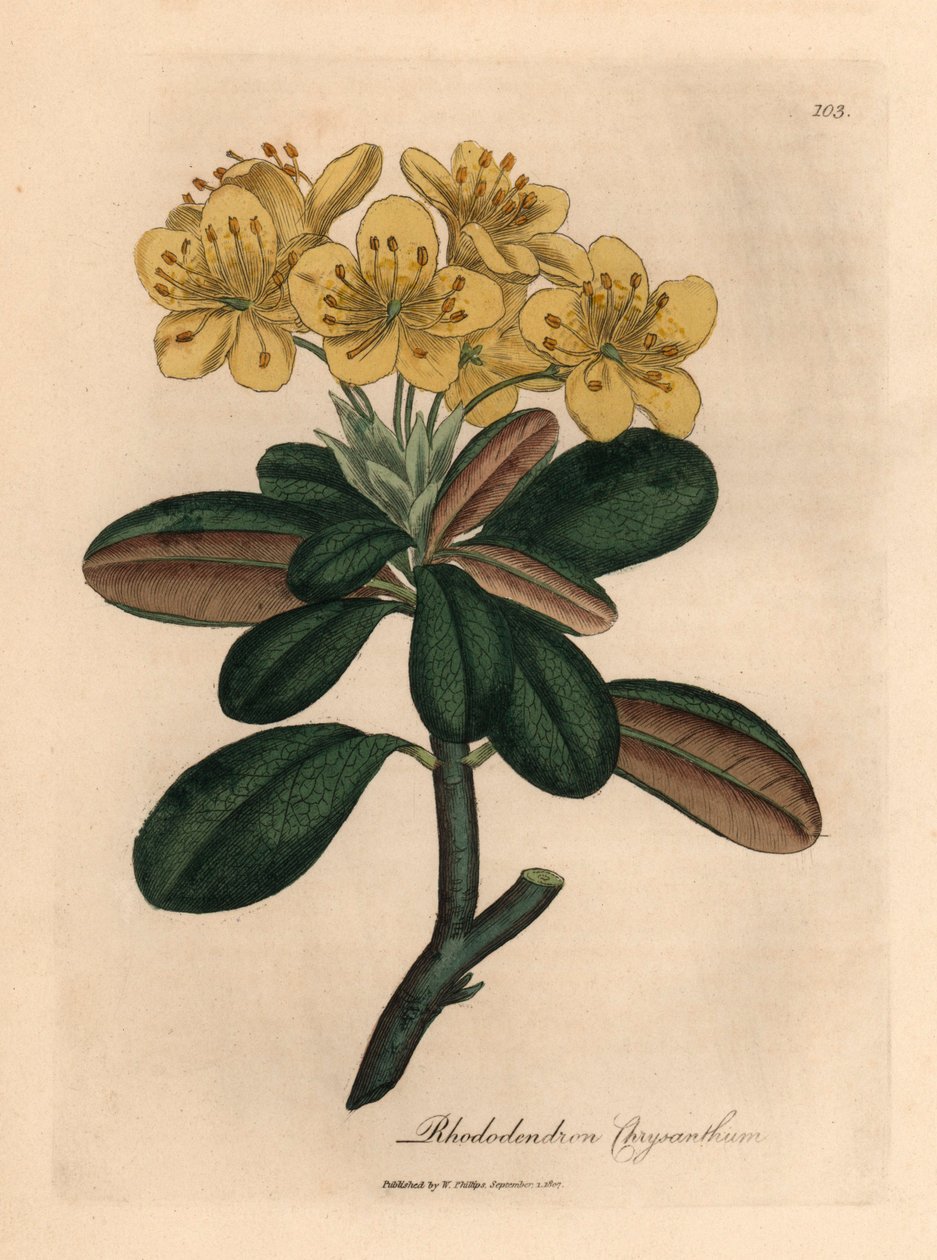 Rododendro amarelo florido, Rhododendron chrysanthemum, de uma ilustração botânica de James Sowerby de William Woodville e Sir William Jackson Hooker, "Medical Botany" 1832 (gravura em chapa de cobre colorida à mão) de James (after) Sowerby