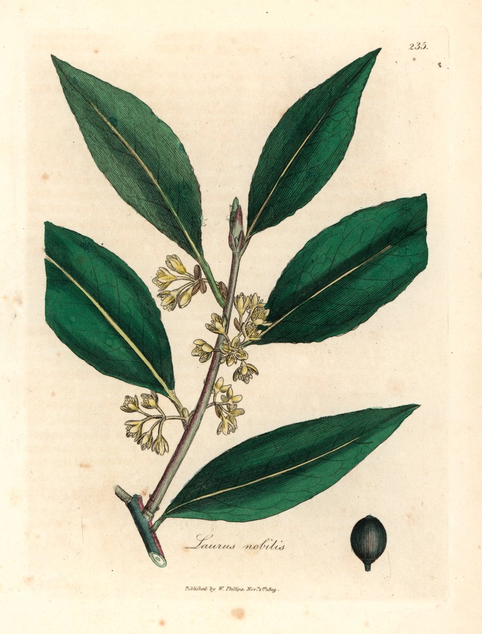 Folhas de louro doce florido amarelo, Laurus nobilis, de uma ilustração botânica de James Sowerby de William Woodville e "Medical Botany" de Sir William Jackson Hooker 1832 (gravura em chapa de cobre colorida à mão) de James (after) Sowerby
