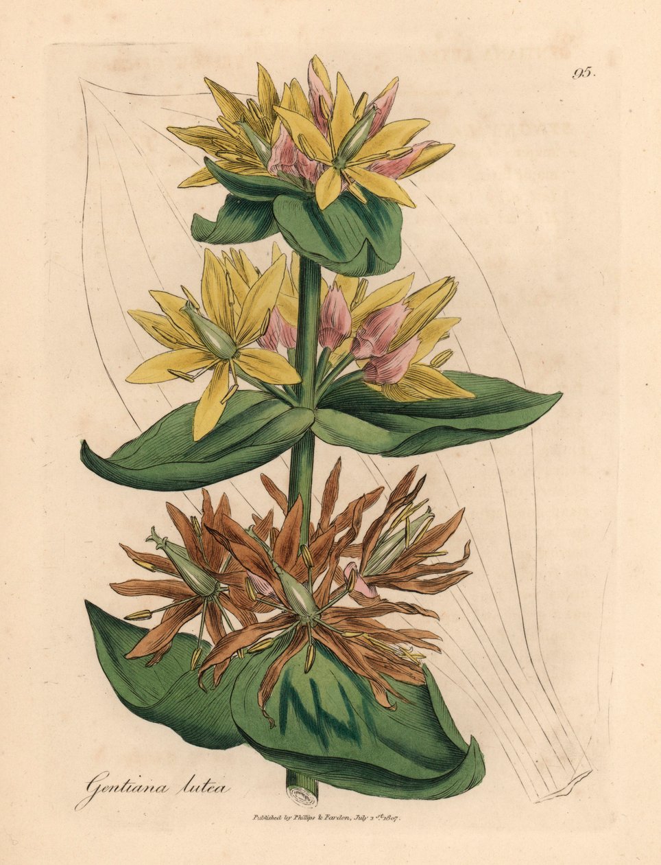 Genciana amarela, Gentiana lutea, de uma ilustração botânica de James Sowerby de William Woodville e "Botânica Médica" de Sir William Jackson Hooker 1832 (gravura em placa de cobre colorida à mão) de James (after) Sowerby