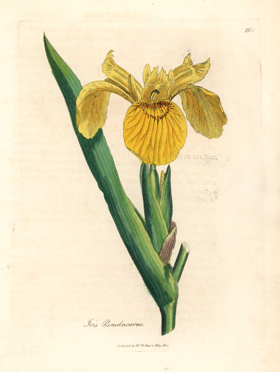 Bandeira de água amarela, Iris pseudocorus, de uma ilustração botânica de James Sowerby de William Woodville e "Botânica Médica" de Sir William Jackson Hooker, 1832 (gravura em placa de cobre colorida à mão) de James (after) Sowerby