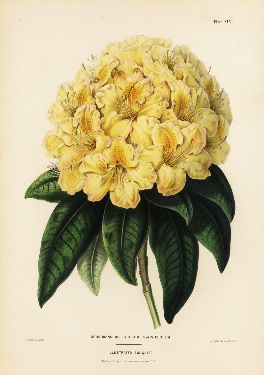 Rododendro dourado, Rhodendron aureum magniflorum de James Andrews