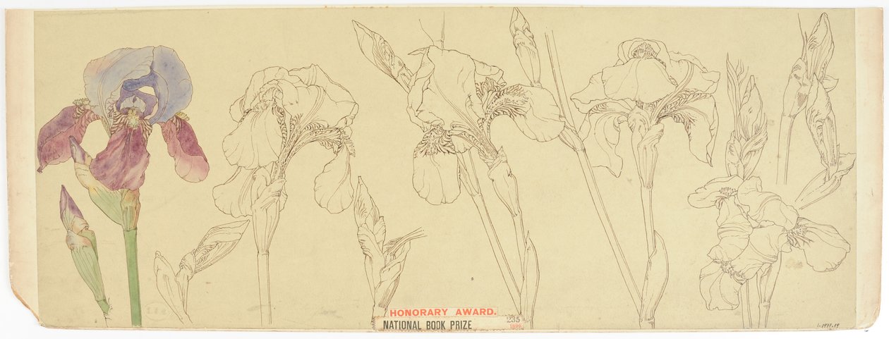Estudos Botânicos, 1900-30 (wc no papel) de James Atherton