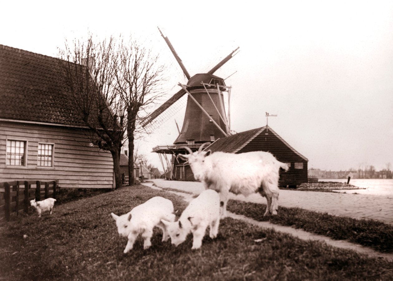 Cabras, Laandam, Países Baixos, 1898. de James Batkin