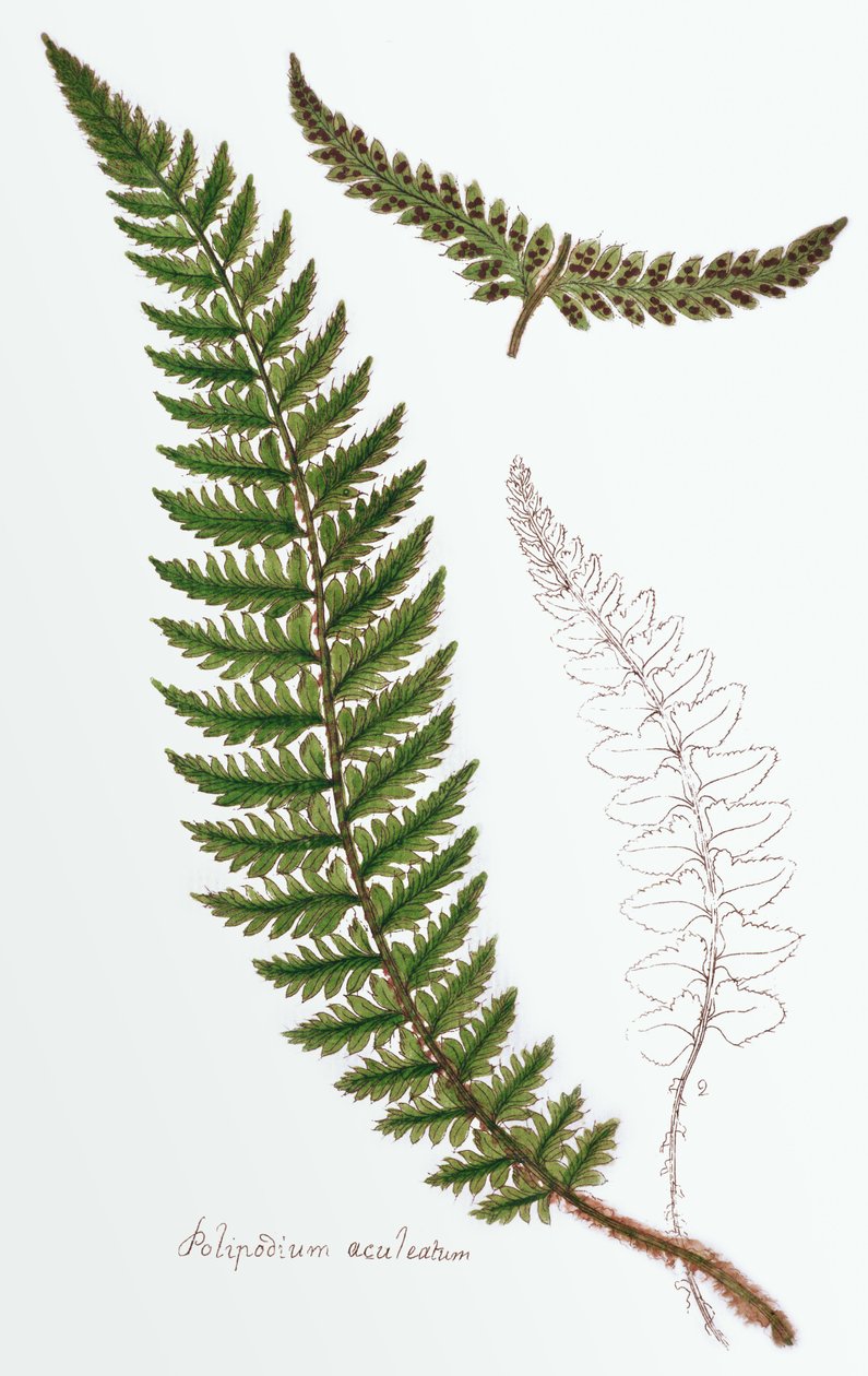 "Polipodium aculeatum", agora Polystichum achuleatum, uma samambaia comum de madeiras úmidas nas Ilhas Britânicas, de "Filices Brittanicae; uma história das samambaias próprias britânicas", 1785 de James Bolton