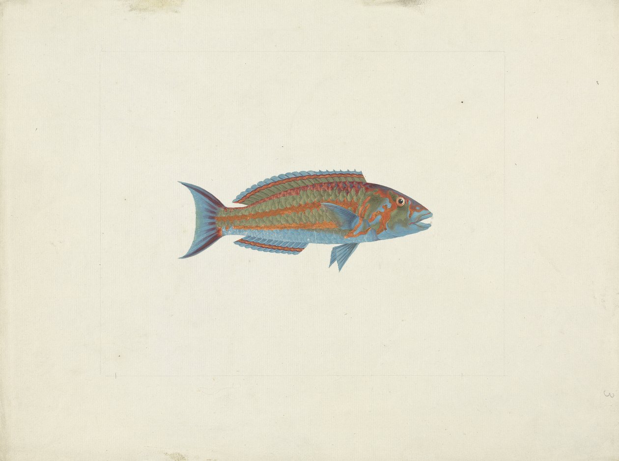 Um Peixe, El Hudderi Imbo (guache sobre grafite sobre papel) de James Bruce