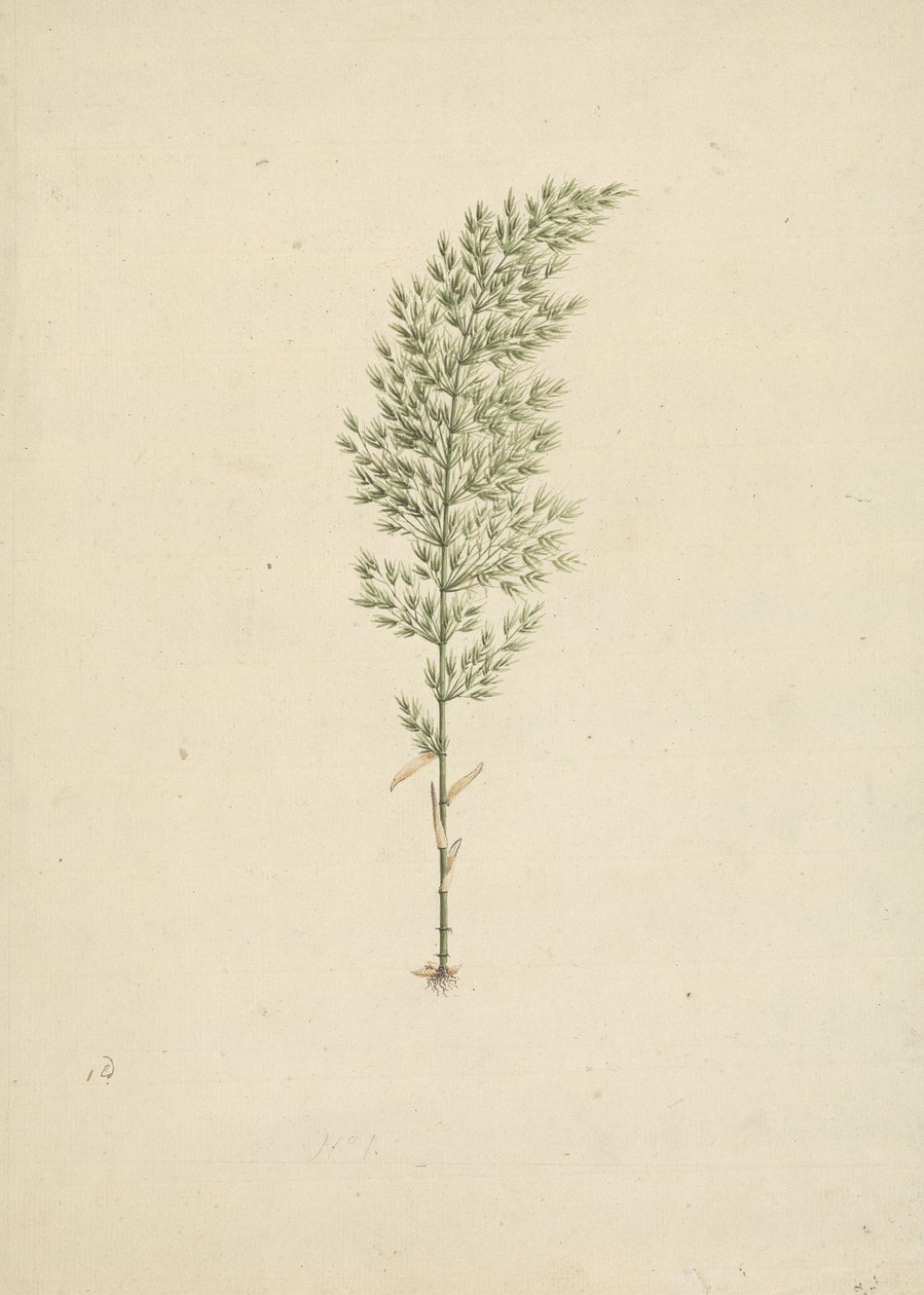 Arundinaria alpina K. Schum. (Bambu Africano): desenho de hábito acabado com raízes de James Bruce