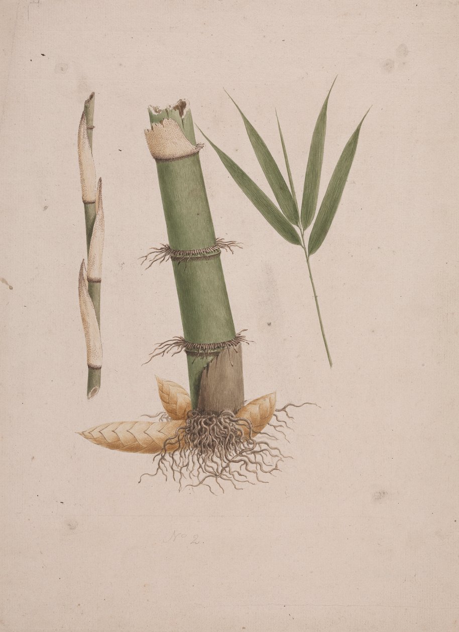Arundinaria alpina K. Schum. (Bambu Africano): desenho acabado das secções do caule e do rebento com folhas de James Bruce