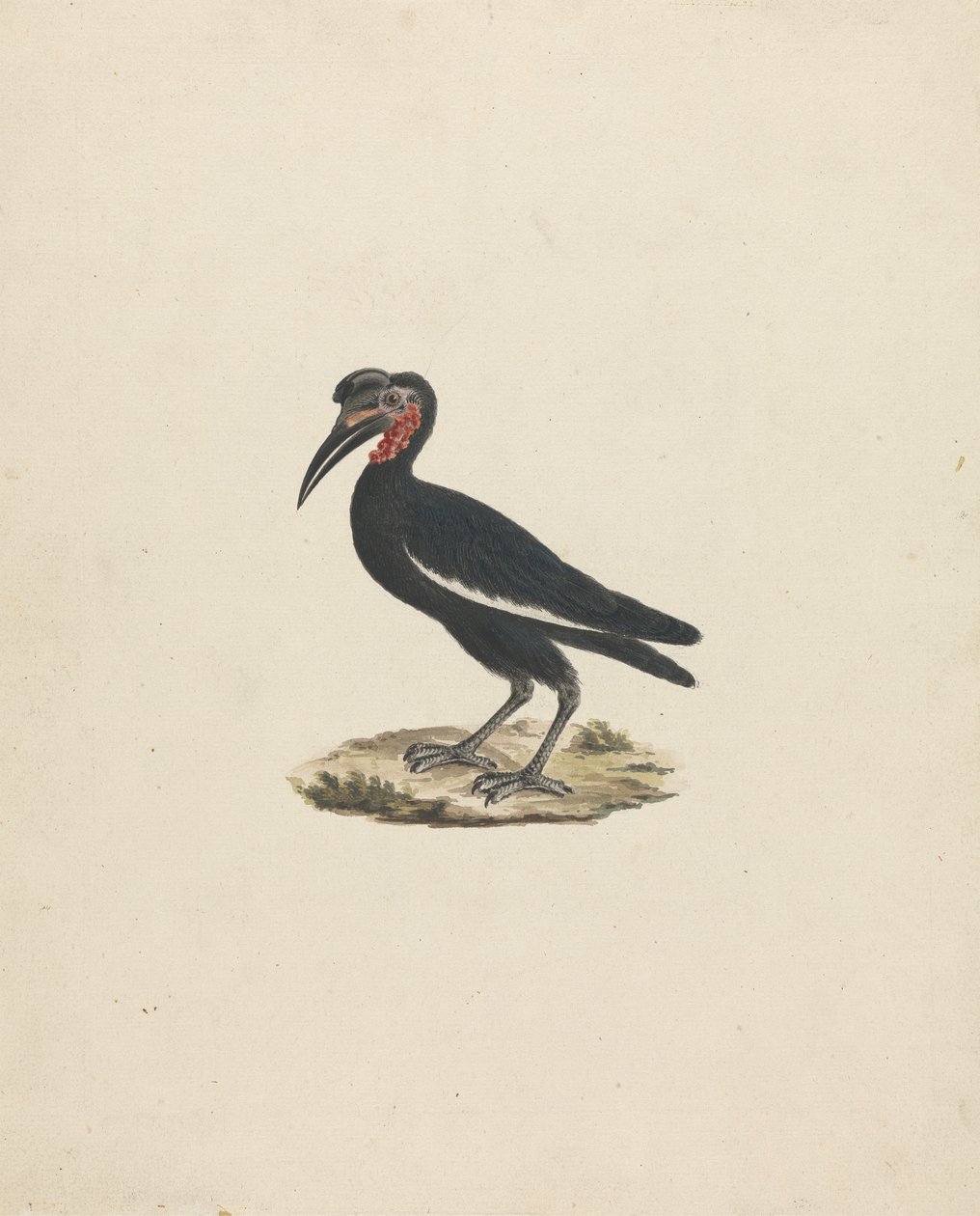 Bocorvus abyssinicus (Abissínico de Chifre de Terra Abissínico) de James Bruce