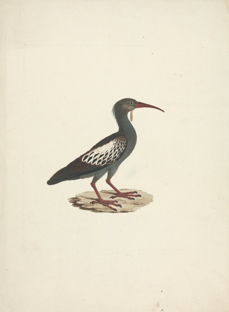 Bostrychia carunculata (Wattled Ibis) de James Bruce