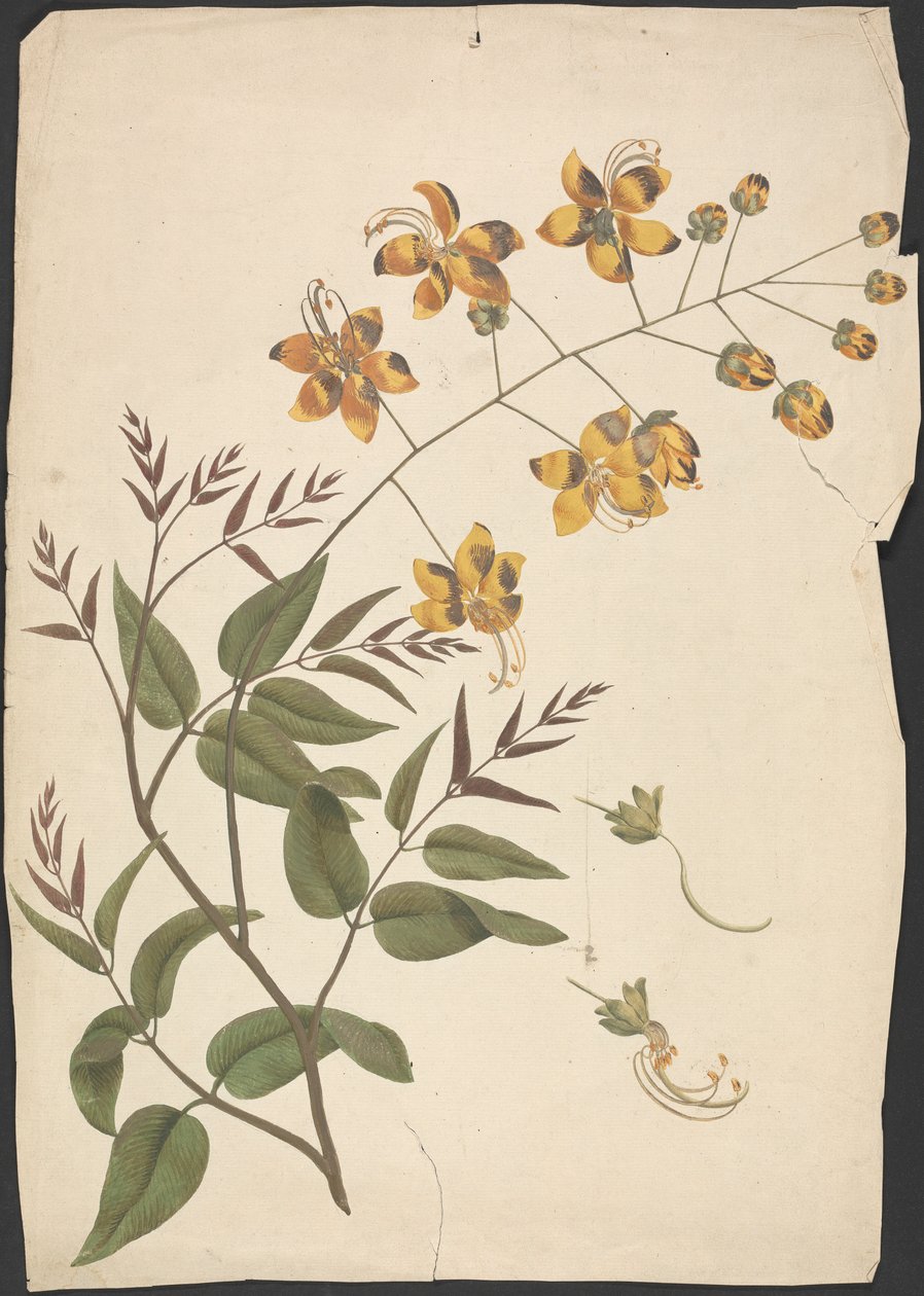 Cassia Fistula (Purging cassia): desenho acabado de rebento de folhas com flores de James Bruce