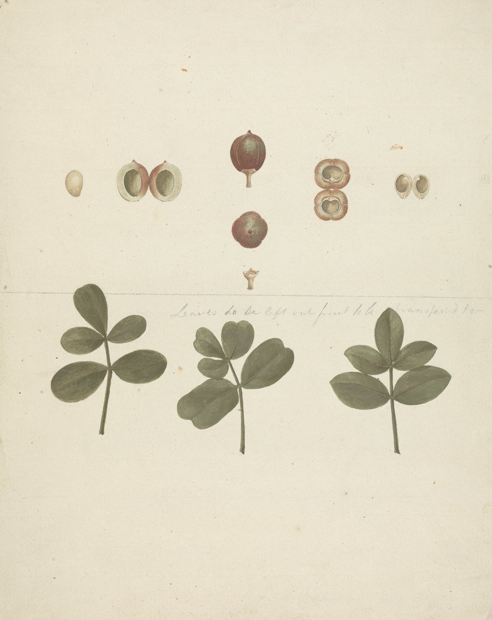 Commiphora gileadensis (L.) C. Chr. (Bálsamo de Gilead, Opobalsam): desenho acabado de frutos, frutos dissecados e folhas de James Bruce