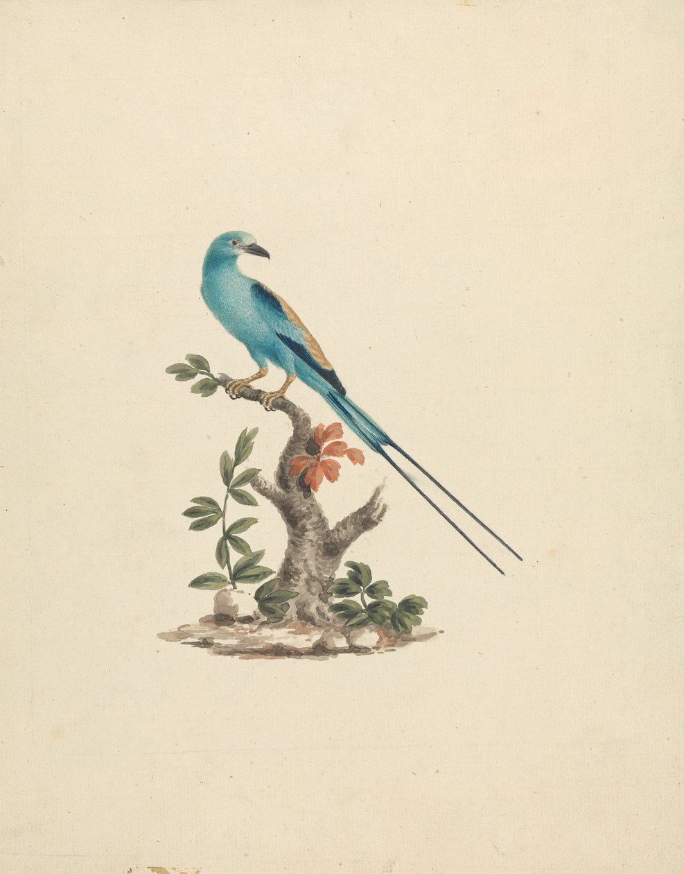 Coracias abyssinicus (Rolo Abissínico) de James Bruce