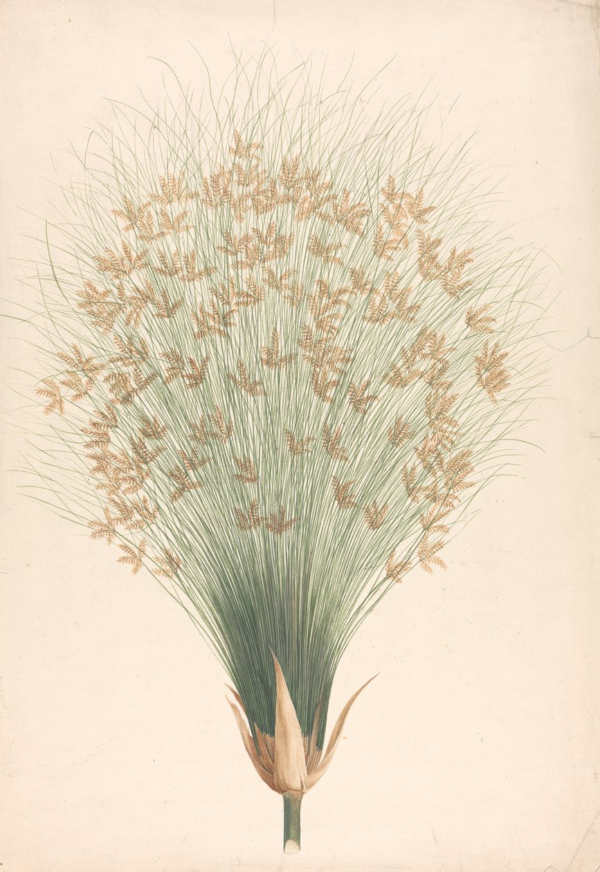 Cyperus papyrus L. (Papyrus Sedge): desenho acabado de inflorescência de James Bruce