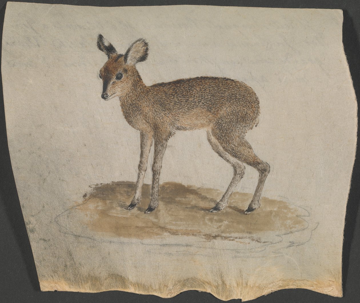 Dik-dik de James Bruce