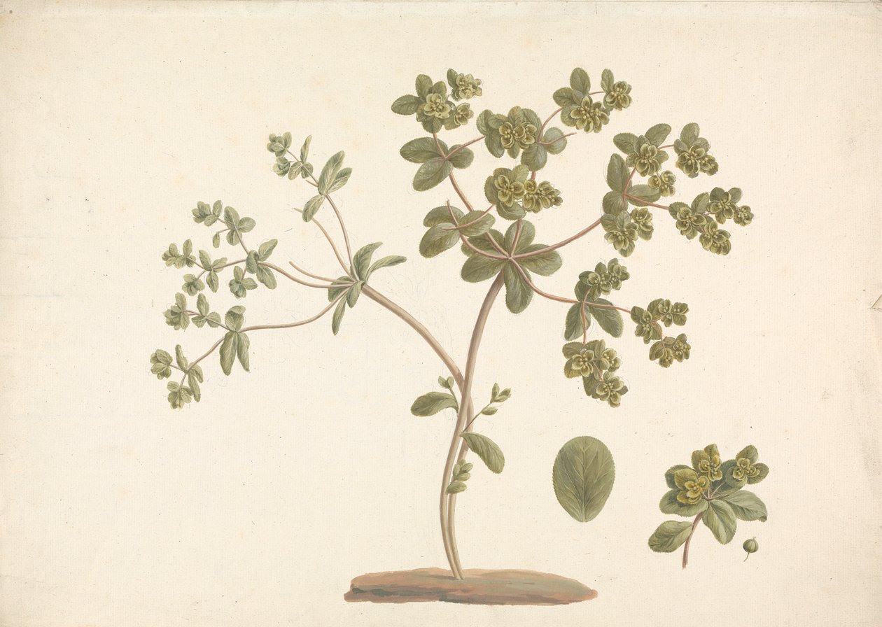 Euphorbia helioscopia L. (Sun Spurge): desenho acabado de planta florida com detalhes de flores e folhas e frutos de James Bruce