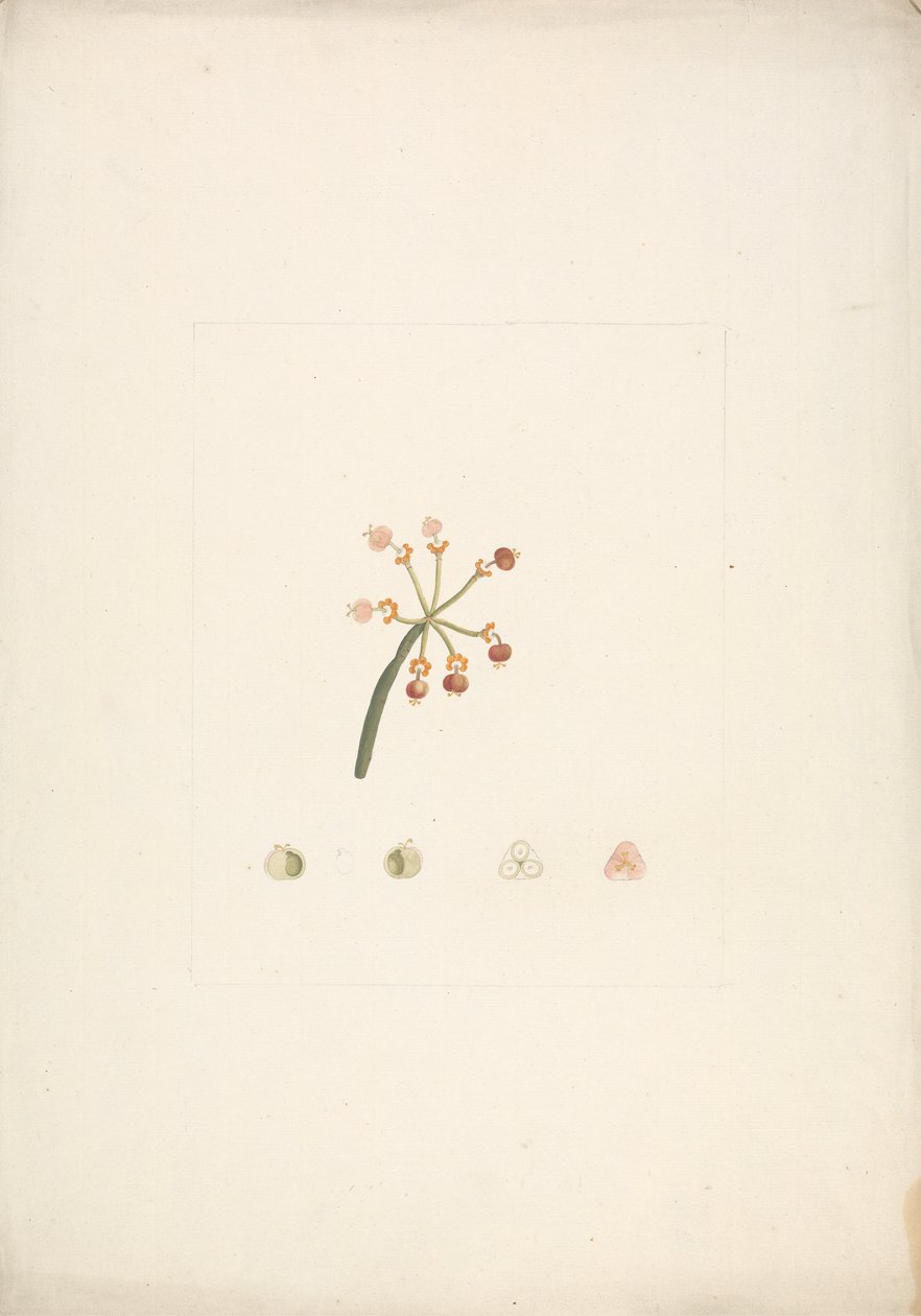 Euphorbia nubica N.E. Br. (Nubian Spurge): desenho acabado de floração e frutificação, com detalhes de dissecções florais de James Bruce