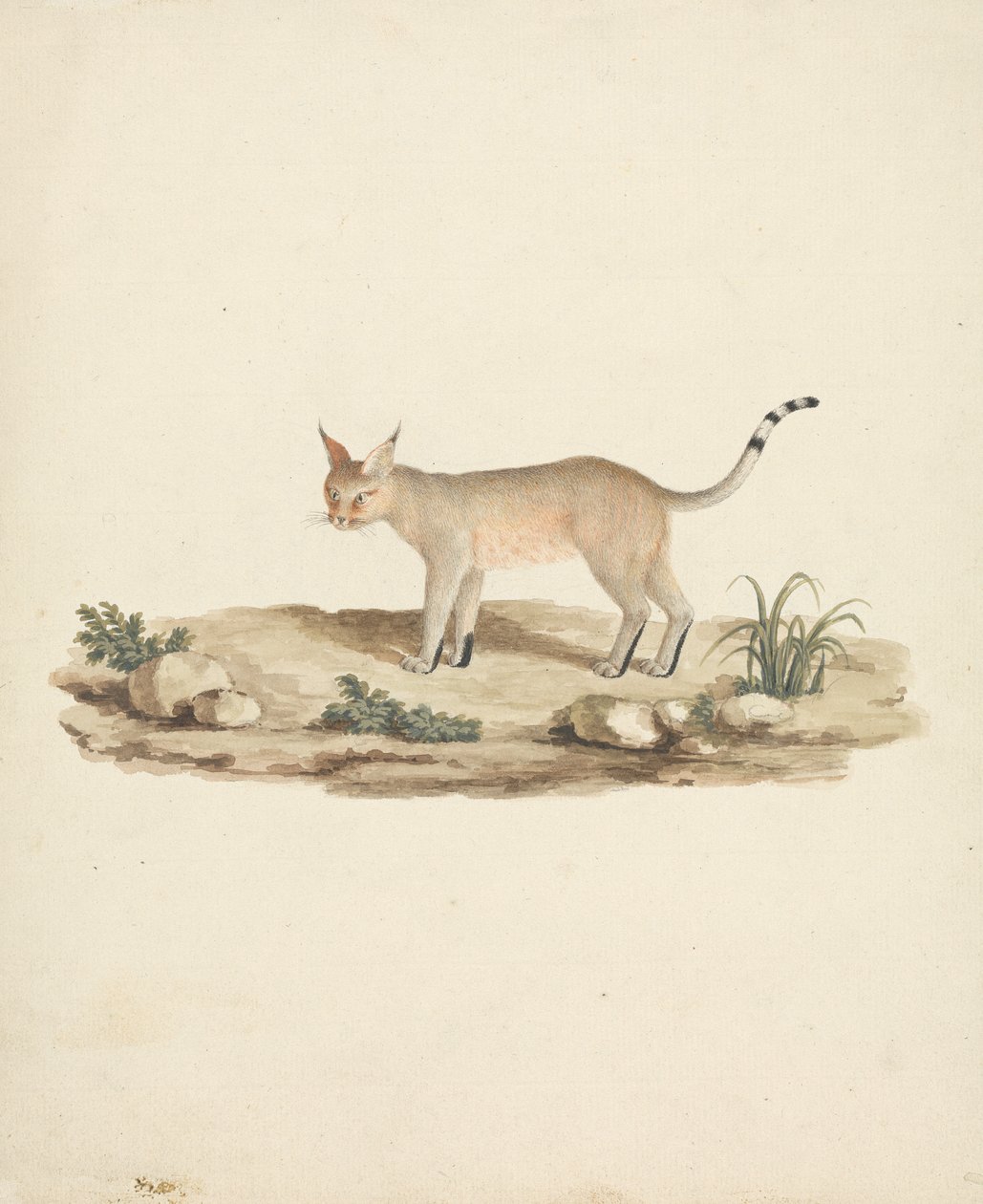 Felis caligata (lince caligata) de James Bruce