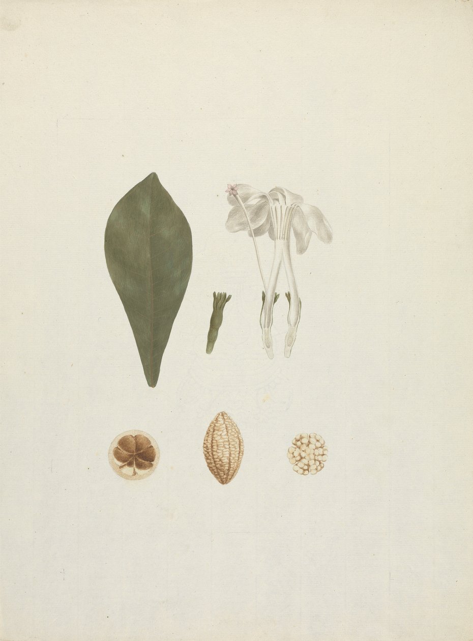 Gardenia ternifolia Schum.& Thonn. (Jovis-Tonantis): desenho acabado com detalhes adicionais de fruta de James Bruce