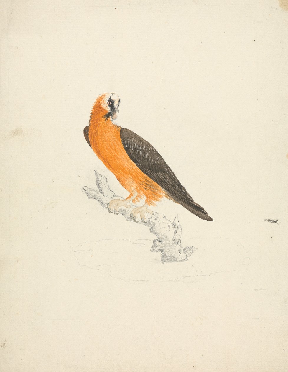 Gypaetus barbatus (Abutre Barbudo) de James Bruce