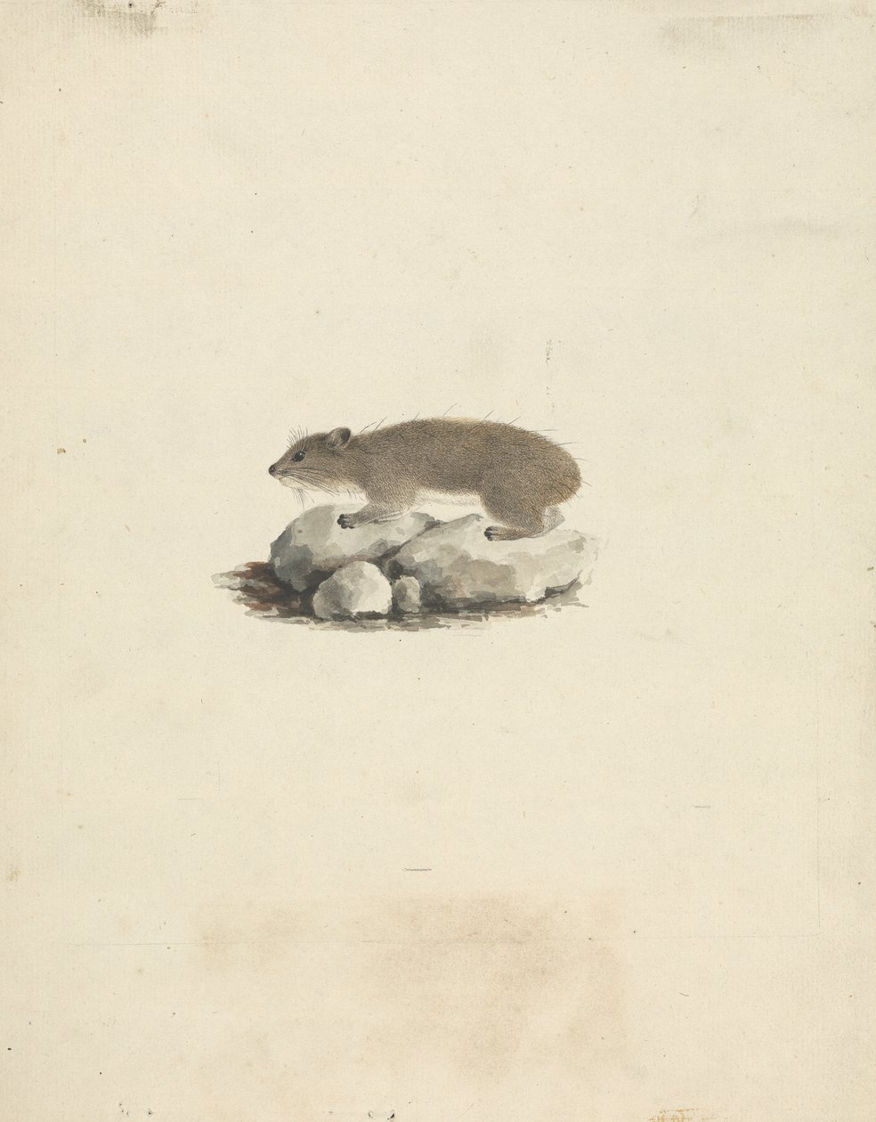 Heterohyrax brucei (Hyrax de rocha amarela pontilhada) de James Bruce