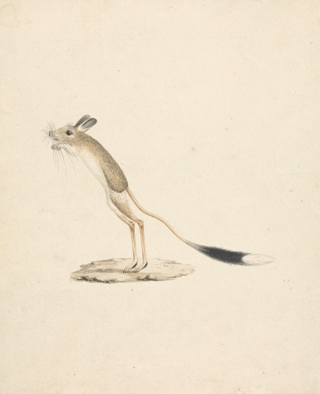 Jerboa de James Bruce