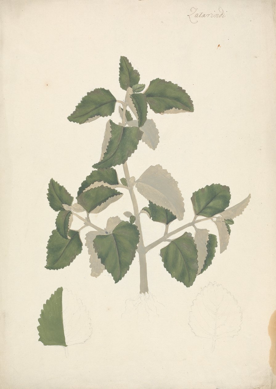 Labiatae (espécies indeterminadas): desenho acabado de um rebento de folhas, sem flores de James Bruce